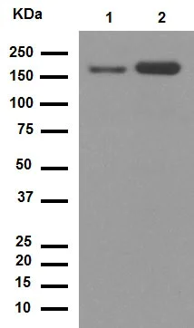 Western blot - Anti-CD11b antibody [EPR1344] - Low endotoxin, Azide free (AB216445)