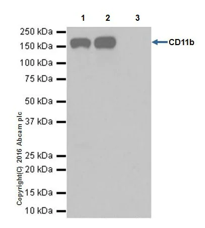 Immunoprecipitation - Anti-CD11b antibody [EPR19387] (AB184308)