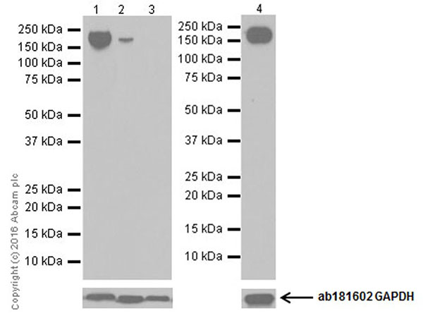 Anti-CD11b antibody [EPR19387]
