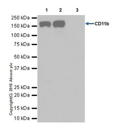 Anti-CD11b antibody [EPR19387] - BSA and Azide free