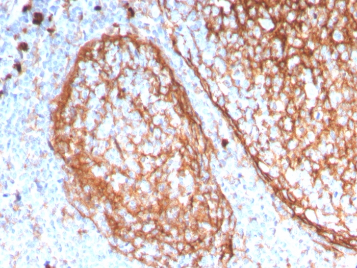 Immunohistochemistry (Formalin/PFA-fixed paraffin-embedded sections) - Anti-CD11b antibody [ITGAM/3338] - BSA and Azide free (AB269686), expandable thumbnail