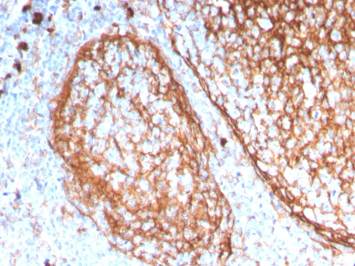 Immunohistochemistry (Formalin/PFA-fixed paraffin-embedded sections) - Anti-CD11b antibody [ITGAM/3338] - BSA and Azide free (AB269686)