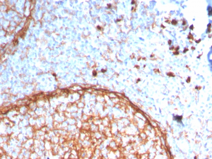 Immunohistochemistry (Formalin/PFA-fixed paraffin-embedded sections) - Anti-CD11b antibody [ITGAM/3338] - BSA and Azide free (AB269686), expandable thumbnail