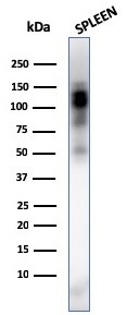 Western blot - Anti-CD11b antibody [ITGAM/3338] - BSA and Azide free (AB269686), expandable thumbnail