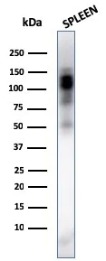 Western blot - Anti-CD11b antibody [ITGAM/3338] - BSA and Azide free (AB269686)
