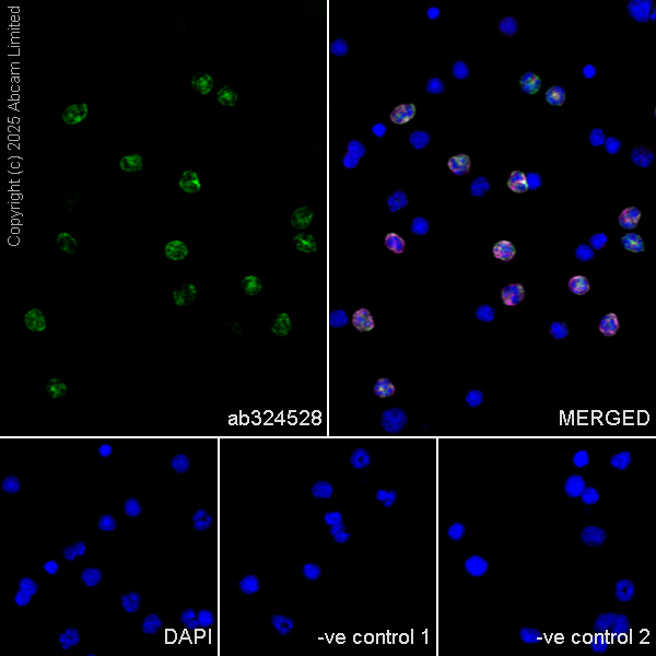 ち*ぷ様 ディアステマDiastema cf. fimbriatoloba cd11b-antibody-m1-70-ab8878--