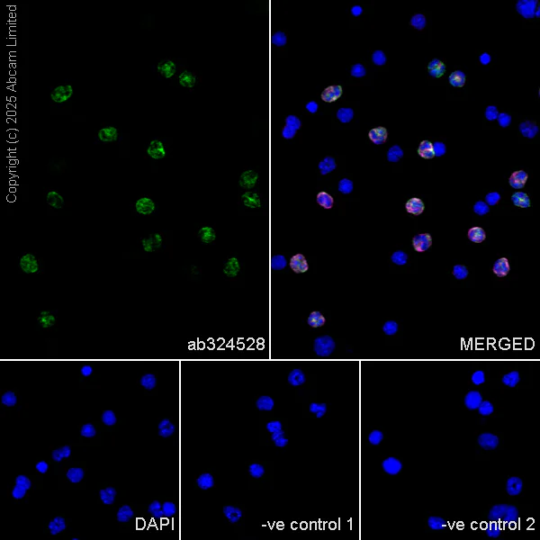 Immunocytochemistry/ Immunofluorescence - Anti-CD11b antibody [M1/70] (AB8878)