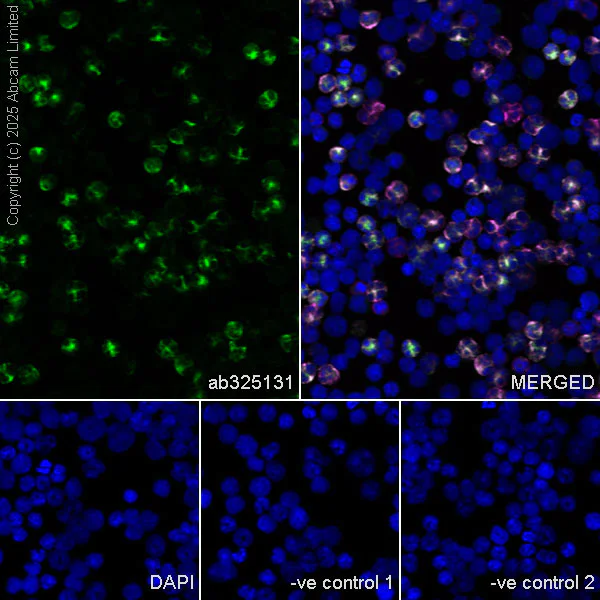Immunocytochemistry/ Immunofluorescence - Anti-CD11b antibody [M1/70] (AB8878)