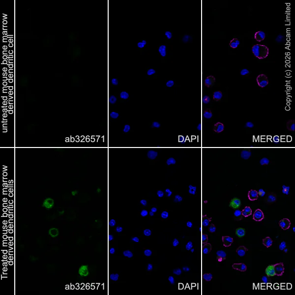 Immunocytochemistry/ Immunofluorescence - Anti-CD11b antibody [M1/70] (AB8878)