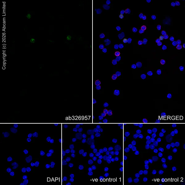 Immunocytochemistry/ Immunofluorescence - Anti-CD11b antibody [M1/70] (AB8878)