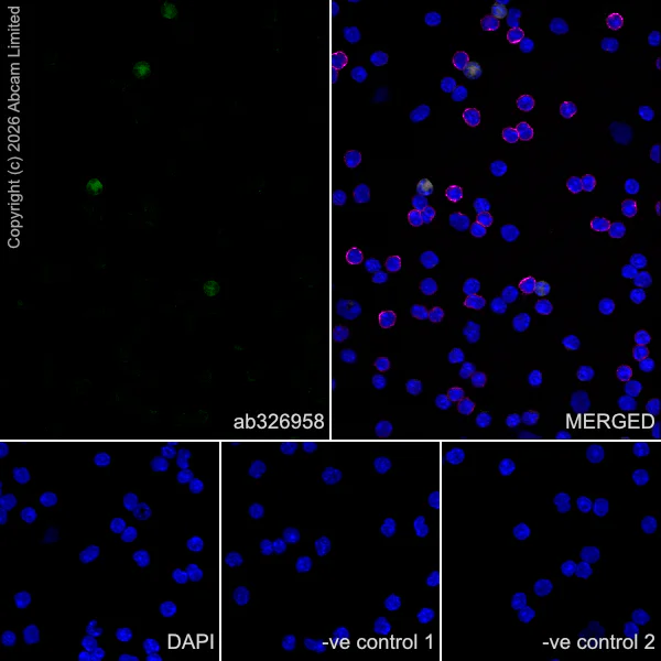 Immunocytochemistry/ Immunofluorescence - Anti-CD11b antibody [M1/70] (AB8878)