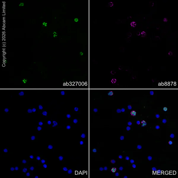 Immunocytochemistry/ Immunofluorescence - Anti-CD11b antibody [M1/70] (AB8878)
