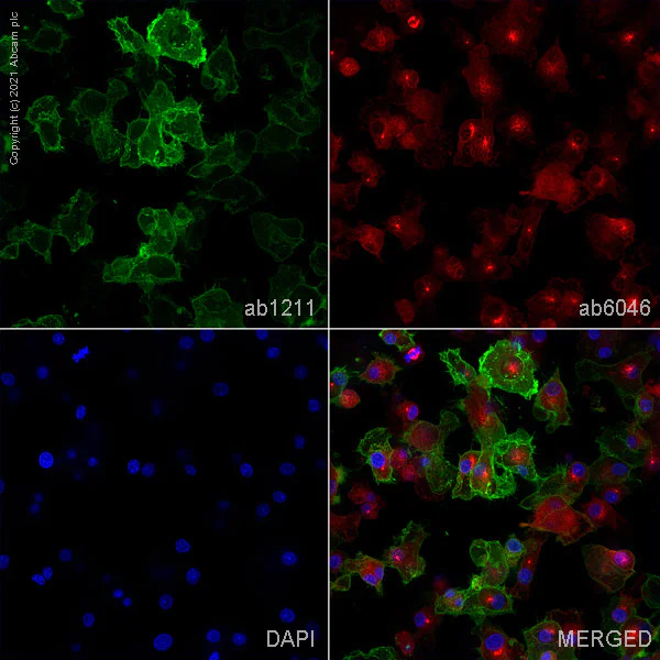 Immunocytochemistry/ Immunofluorescence - Anti-CD11b + CD11c antibody [OX42] (AB1211)