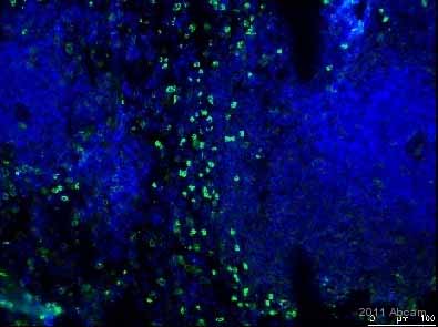 Immunohistochemistry (Frozen sections) - Anti-CD11b + CD11c antibody [OX42] (AB1211)