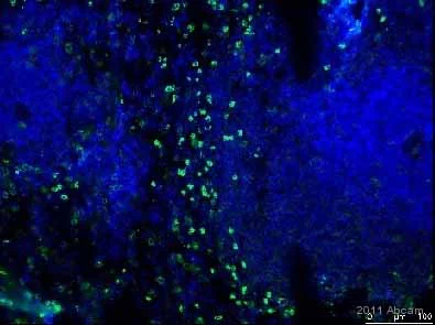 Immunohistochemistry (Frozen sections) - Anti-CD11b + CD11c antibody [OX42] (AB1211)