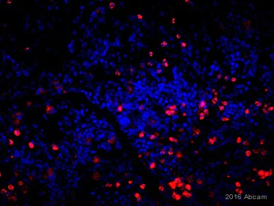 Immunohistochemistry (Frozen sections) - Anti-CD11b + CD11c antibody [OX42] (AB1211)