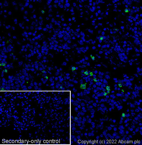 Immunohistochemistry (Frozen sections) - Anti-CD11b + CD11c antibody [OX42] - BSA and Azide free (AB238658)