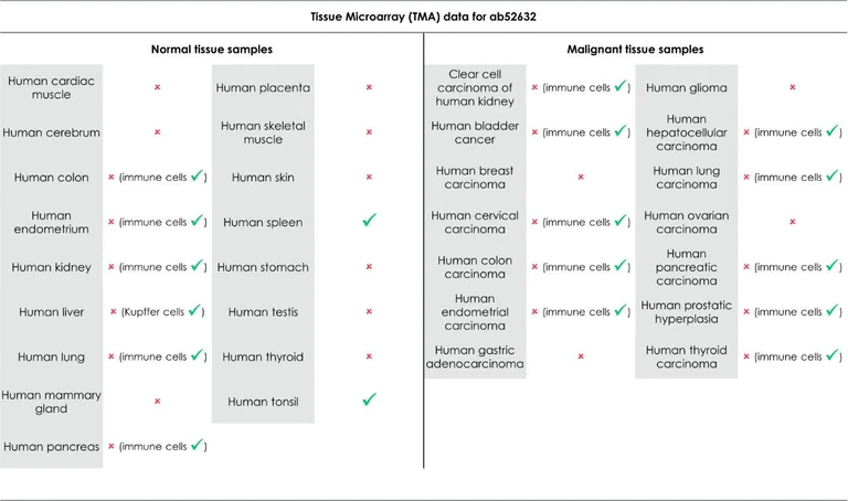 Immunohistochemistry (Formalin/PFA-fixed paraffin-embedded sections) - Anti-CD11c antibody [EP1347Y] - BSA and Azide free (AB216655)