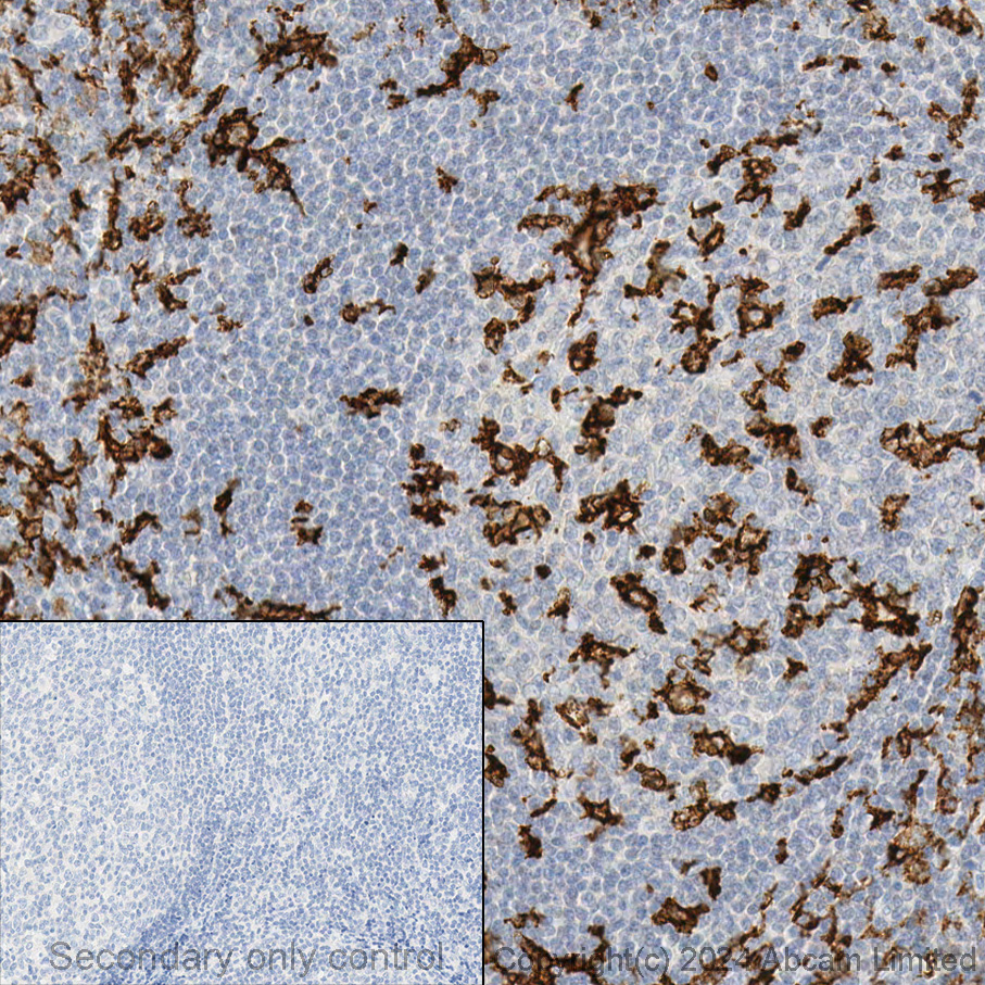 Immunohistochemistry - Anti-CD11c antibody [EP1347Y] - BSA and Azide free (ab216655), expandable thumbnail
