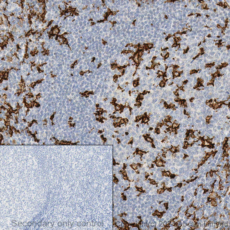 Immunohistochemistry - Anti-CD11c antibody [EP1347Y] - BSA and Azide free (AB216655)