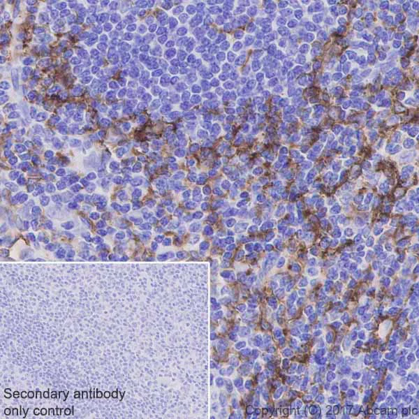 Immunohistochemistry (Formalin/PFA-fixed paraffin-embedded sections) - Anti-CD11c antibody [EP1347Y] - C-terminal (AB52632)