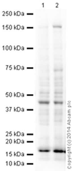Western blot - Anti-CD11c antibody [EPR1346] (AB133246), expandable thumbnail