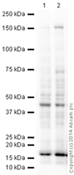 Western blot - Anti-CD11c antibody [EPR1346] - BSA and Azide free (AB248421)
