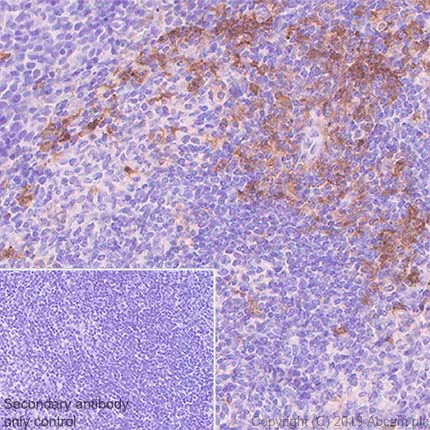 Immunohistochemistry (Formalin/PFA-fixed paraffin-embedded sections) - Anti-CD11c antibody [EPR21826] - BSA and Azide free (AB240558)
