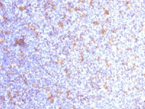 Immunohistochemistry (Formalin/PFA-fixed paraffin-embedded sections) - Anti-CD11c antibody [ITGAX/1284] (AB218434)