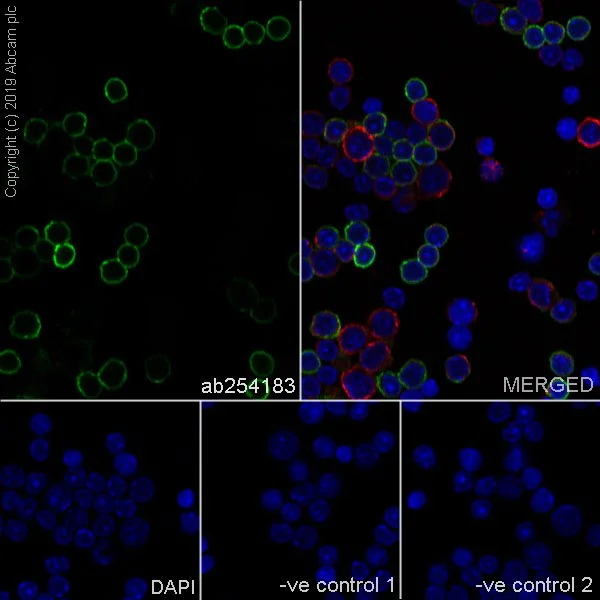 Immunocytochemistry - Anti-CD11c antibody [KB90] - BSA and Azide free (AB255937)