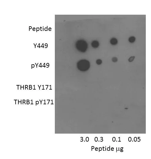 Dot Blot - Anti-CD127 antibody (AB95024)