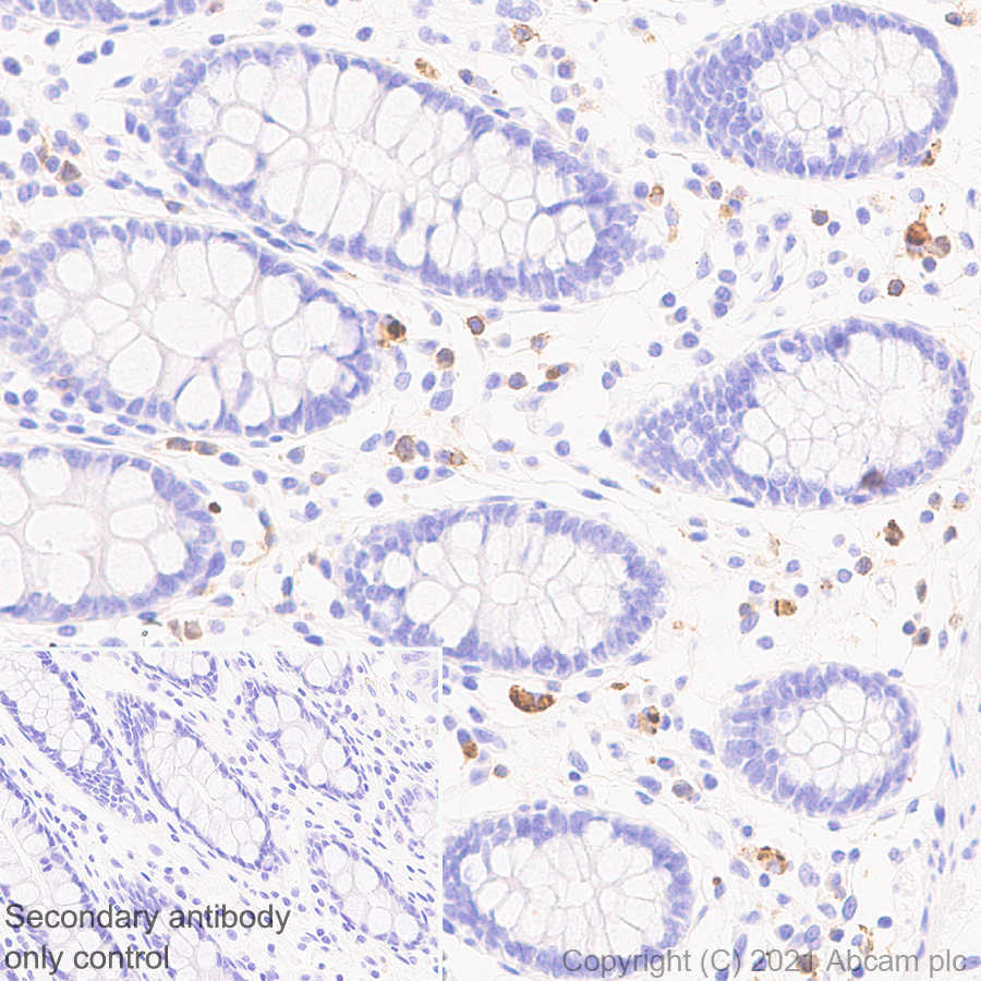 Anti-CD127 antibody [EPR23747-333] - BSA and Azide free