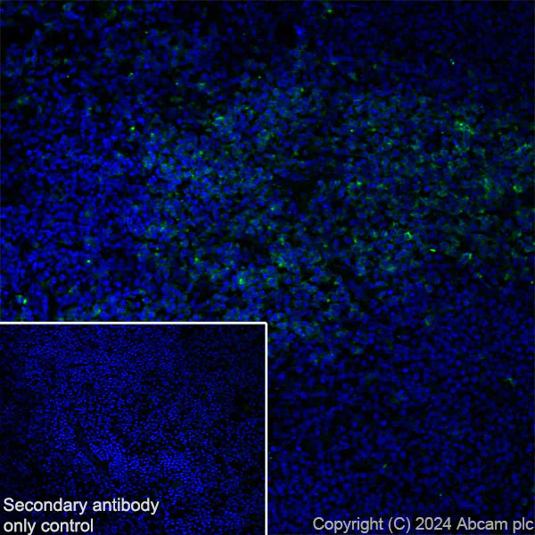 Immunohistochemistry (Frozen sections) - Anti-CD127 antibody [EPR26371-57] - BSA and Azide free (AB318953)