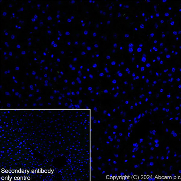 Immunohistochemistry (Frozen sections) - Anti-CD127 antibody [EPR26371-57] - BSA and Azide free (AB318953)