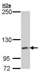 Western blot - Anti-CD13 antibody (AB154116)