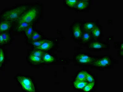 Immunocytochemistry/ Immunofluorescence - Anti-CD13 antibody (AB236283)