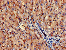Immunohistochemistry (Formalin/PFA-fixed paraffin-embedded sections) - Anti-CD13 antibody (AB236283)