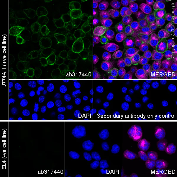 Immunocytochemistry/ Immunofluorescence - Anti-CD13 antibody [EPR27472-288] (AB317440)