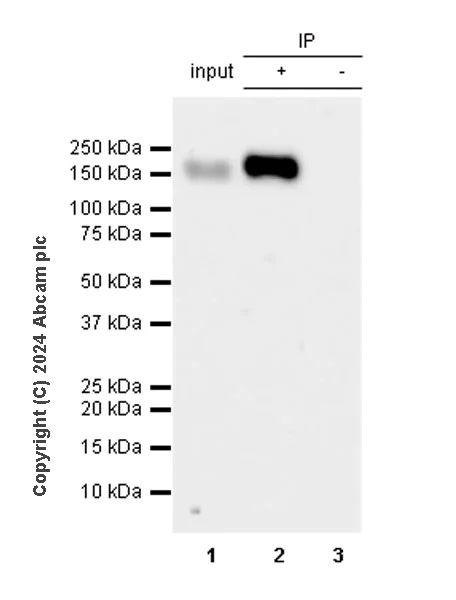 Immunoprecipitation - Anti-CD13 antibody [EPR27472-288] (AB317440)
