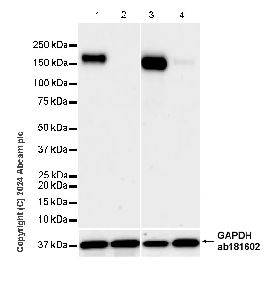 Western blot - Anti-CD13 antibody [EPR27472-288] - BSA and Azide free (AB317441)