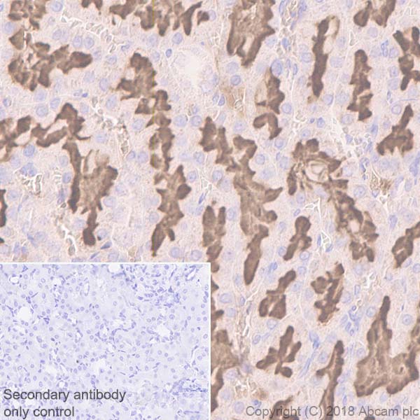 Immunohistochemistry (Formalin/PFA-fixed paraffin-embedded sections) - Anti-CD13 antibody [EPR4058] (ab108310), expandable thumbnail