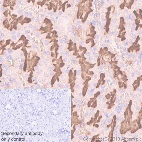 Immunohistochemistry (Formalin/PFA-fixed paraffin-embedded sections) - Anti-CD13 antibody [EPR4058] (AB108310)