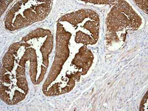 Immunohistochemistry (Formalin/PFA-fixed paraffin-embedded sections) - Anti-CD13 antibody [EPR4058] (AB108310)