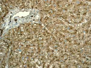 Immunohistochemistry (Formalin/PFA-fixed paraffin-embedded sections) - Anti-CD13 antibody [EPR4058] (AB108310)