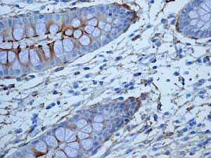 Immunohistochemistry (Formalin/PFA-fixed paraffin-embedded sections) - Anti-CD13 antibody [EPR4058] (ab108310), expandable thumbnail