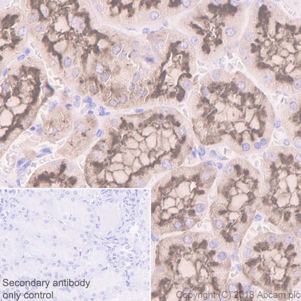 Immunohistochemistry (Formalin/PFA-fixed paraffin-embedded sections) - Anti-CD13 antibody [EPR4058] (AB108310), expandable thumbnail
