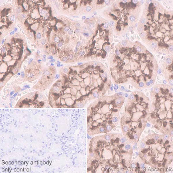 Immunohistochemistry (Formalin/PFA-fixed paraffin-embedded sections) - Anti-CD13 antibody [EPR4058] (AB108310)