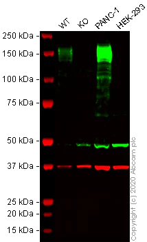 Western blot - Anti-CD13 antibody [EPR4058] (AB108310)