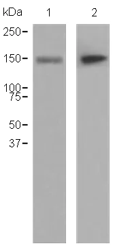 Western blot - Anti-CD13 antibody [EPR4058] (AB108310)