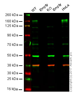 Western blot - Anti-CD13 antibody [EPR4058] (AB108310), expandable thumbnail